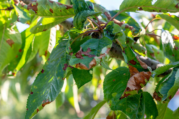 Spots on the leaves of the fruit tree.Cherry leaves affected by acid rain or disease