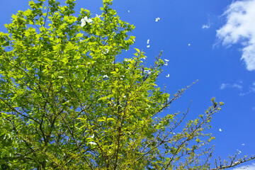北海道小樽市にある公園、エゾスジグロチョウの大群が群がる樹木
