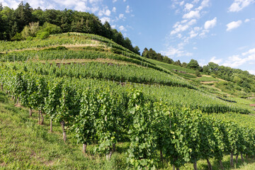 Fototapeta na wymiar Vineyard in the Black Forest. Germany