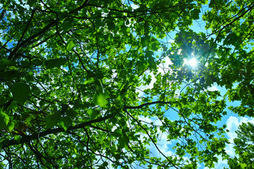 Fototapeta na wymiar 青空と太陽、明暗のある新緑の森 