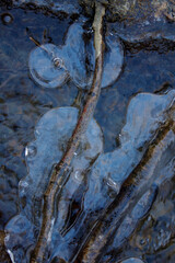 Branches encased in Ice