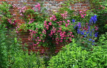 Old fashioned climbing Rose in walled garden 