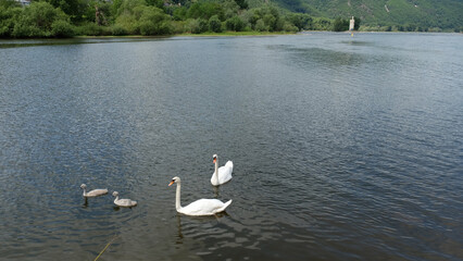 2 swans with 2 baby swans. Swan family swimming in the river Nahe, which flows into the river Rhine. Near the city of Bingen and Rüdesheim in Germany. The mice tower and Ehrenbreitstein castle can be 