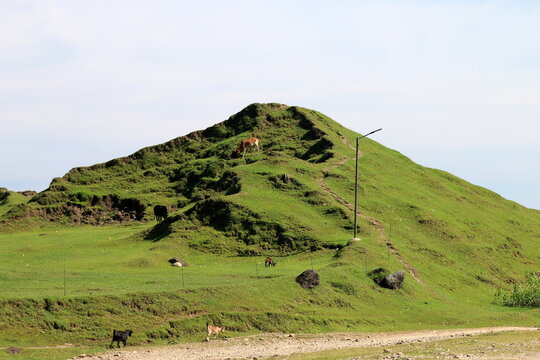 Natural beauty of Bangladesh. Cattle are eating grass outside the Mountain.Nature, Background, wallpaper etc
