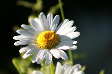 Obraz premium marguerites