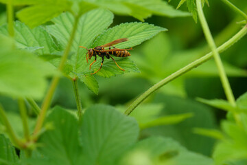 草原にいる昆虫たち