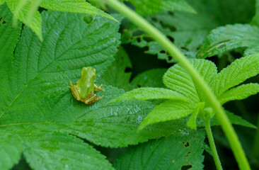 幼い雨蛙