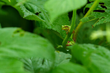 まだ幼いアマガエル