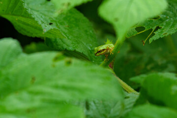幼い雨蛙