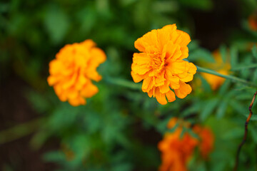 マリーゴールド