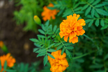 マリーゴールド