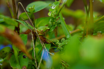 幼い雨蛙