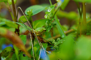 幼い雨蛙