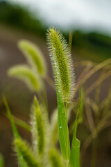 雨上がりに濡れた野草