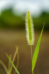 雨上がりに濡れた野草