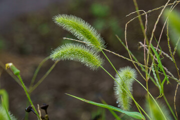 雨上がりに濡れた野草
