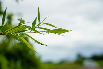 雨上がり笹の葉の水滴
