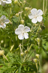 Garden hybrid geranium flowers, macro shot