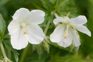 Garden hybrid geranium flowers, macro shot