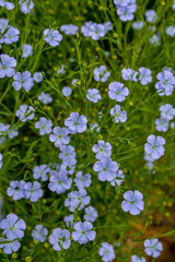 Flax (Linum usitatissimum) flowers, close up shot, local focus