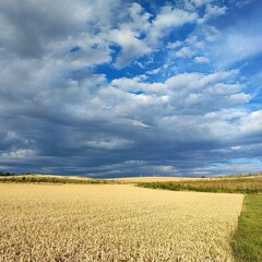 A beautiful blue sky over cornfields in Franconia, Germany as summer weather heats up.