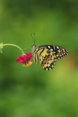 butterfly on flower