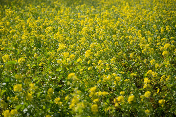 美しい菜の花畑