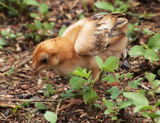 Chickens baby are standing and eating grass