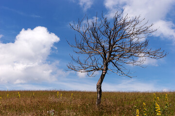 Obraz premium Single dead tree in the meadow. Consequences of climate change