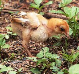 Chickens baby are standing and eating grass