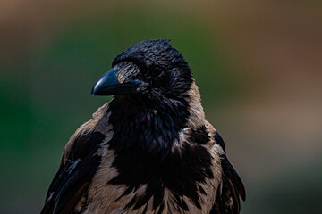 portrait of a raven close-up