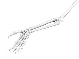 Skeletal human hand. 3D illustration.