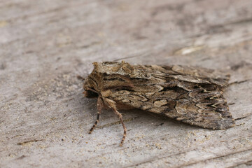 Closeup on the dark arches owlet moth, Apamea monoglypha, sitting on wood