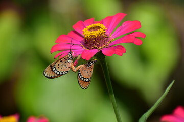 butterflies, butterfly, closeup, colorful, colors, common, couple, courtship, date, day, flower, fly, garden, green, happy, insect, involved, isolated, life, light, love, mating, next level, pair, rom