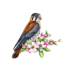 Small falcon with spring apple flowers. Watercolor illustration. Realistic hand drawn American kestrel bird with pink tender blossoms. Beautiful springtime vintage style decoration. White background