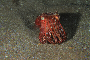 Small cuttlefish with reddish tones moving on the sandy seabed at night in search of food.