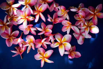 frangipani flowers