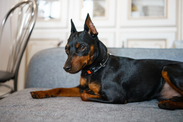Dobermann Pinscher beautiful dog in a very sweet pose in the comfortable home
