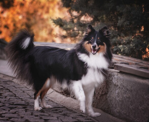 shetland sheepdog