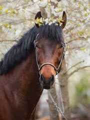 closeup portrait of young sport stallion horse with handmade halter