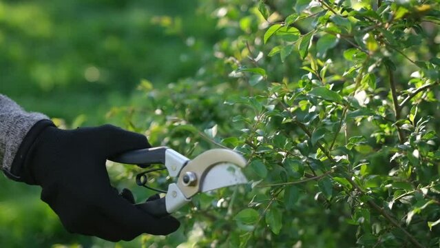 gardening concept - gardener with secateurs cutting branches of bushes
