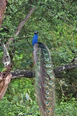Naklejka premium Peacock in forest