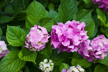 Hydrangea flowers close up view . Hydrangea is a genus of flowering plants in the Hortensia family.