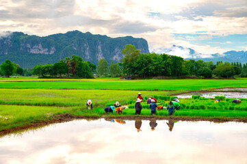 Group of Thai farmers  working planting rice in farm of Thailand southeast asia.