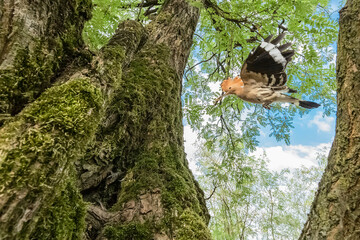 Flying in the woodland, fine art portrait of Eurasian hoopoe (Upupa epops) © Manuel