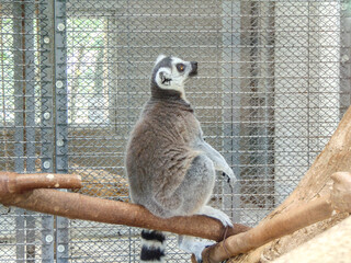 a lemur sits on a wood © Herman Vlad
