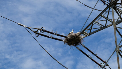  A stork family in the stork's nest, in a dangerous place on a high voltage pylon. Nearby the City...
