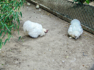 two Silkie Bantam in a enclosure