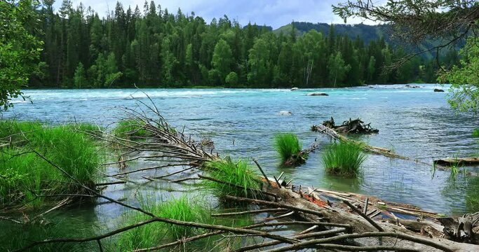 Beautiful river natural scenery in Kanas Scenic Area, Xinjiang, China. Clear river water and green forest nature landscape in summer.