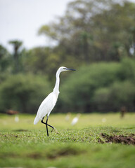 Little Egret